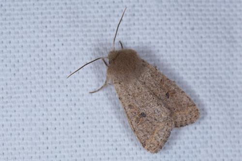 Réf. 228 124 : Orthosia cruda